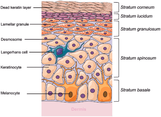 What are the important parts of the skin epidermis for skincare?